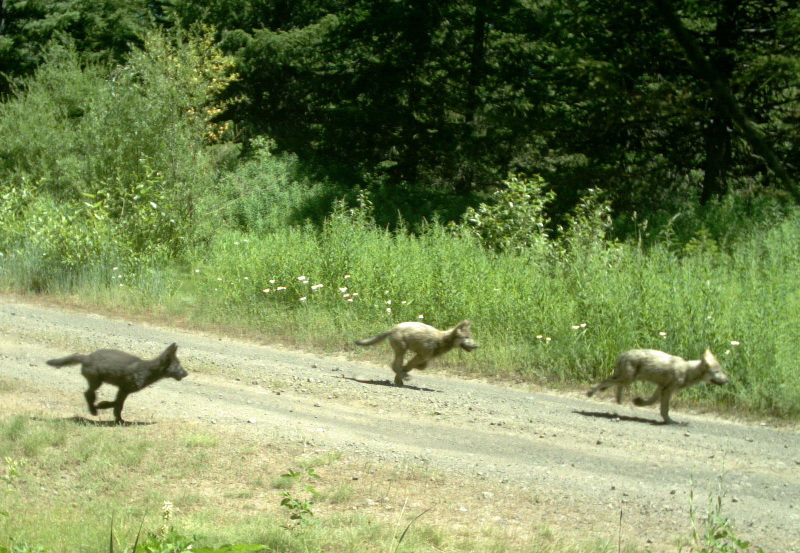 Cascadia wildlands » wolves