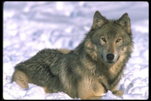 wolf-110006