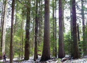 Forest in path of pipeline