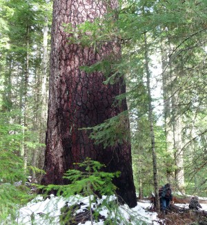 Forest in line of pipeline, Umpqua National Forest