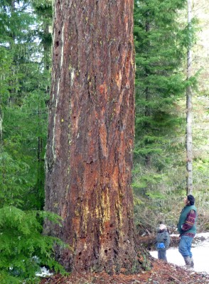 Giant Douglas fir tree threatened by pipeline