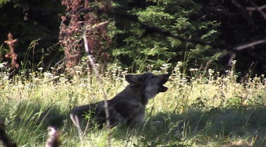 Oregon Wolf August 14