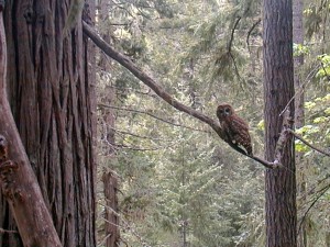 Spotted Owl
