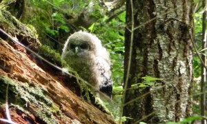 Baby Spotted Owl