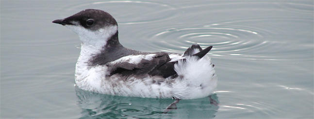 Oregon Board of Forestry Reverses Course, Will Develop Murrelet Protections