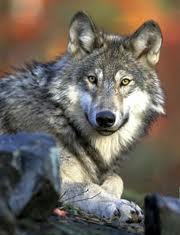 Washington Wolf