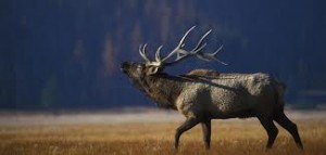 Elk US FWS