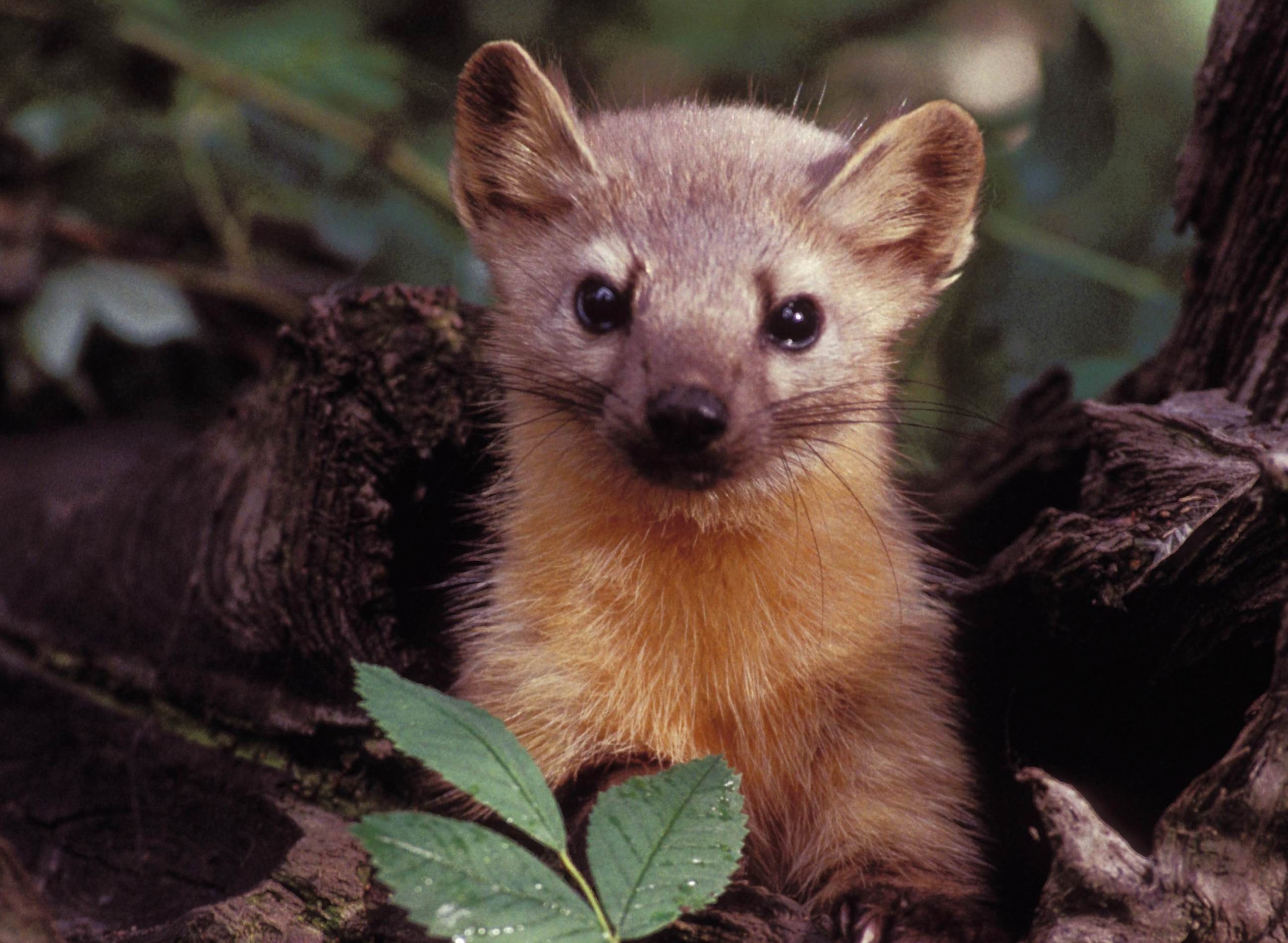 Pine marten