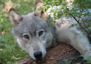 0462_wenaha_male_wolf