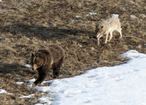 Leopold wolf following grizzly bear;Doug Smith;April 2005