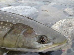 Bull trout copy