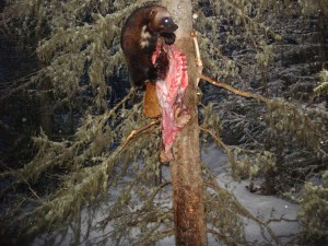 042511_wolverine_matthews_odfw