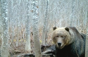 BC Grizzly on trail cam