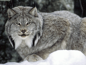 canadian-lynx