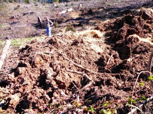 Buck Rising Landslide