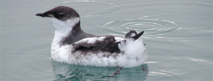 Marbled Murrelet -large