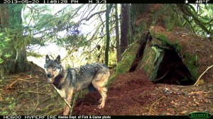 AA wolf mom at den__ADF&G photo from Person & Larson (2013)