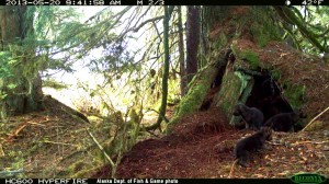 AA wolf pups at den__ADF&G photo from Person & Larson (2013)