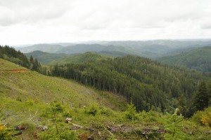 Walker Creek Road (1024x683)