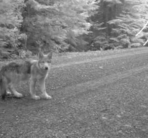 Wolf Pup