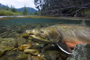 bull_trout (US Fish and Wildlife Service)