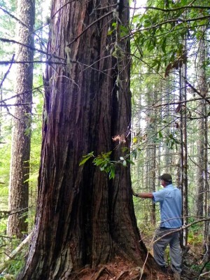 Bob and Incense Cedar
