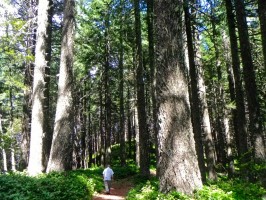 Bob in the Forest