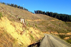 Myrtle Creek Clearcut