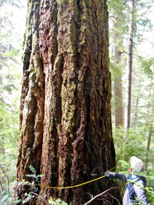 Old Growth Tree in Sale Parcel