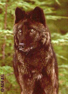 aawolf