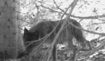 lactating_female_wolf_eagle_cap_odfw2