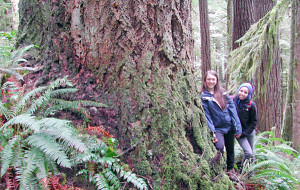 Elliott rainforest (photo by Cascadia Wildlands)