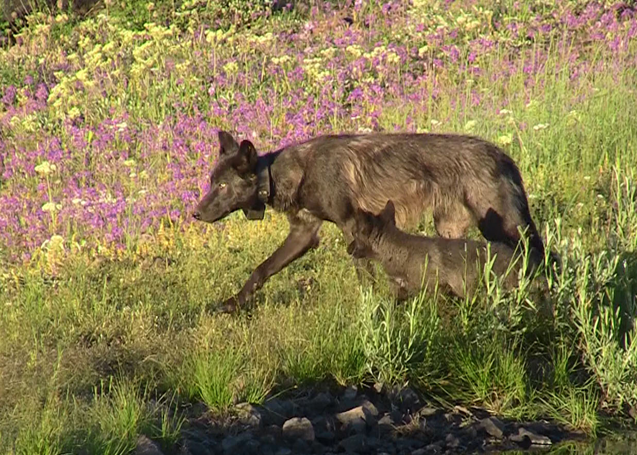 Photo taken July 6 2013 of OR17 with a 2013 pup of the Imnaha pack. Subadult wolves assist in the raising of the pups. Photo courtesy of ODFW