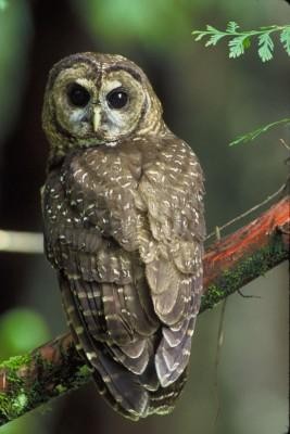 owl_photo