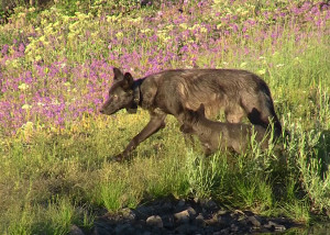 Photo taken July 6, 2013 of OR17 with a 2013 pup of the Imnaha pack.  Subadult wolves assist in the raising of the pups. Photo courtesy of ODFW. Download high resolution image.