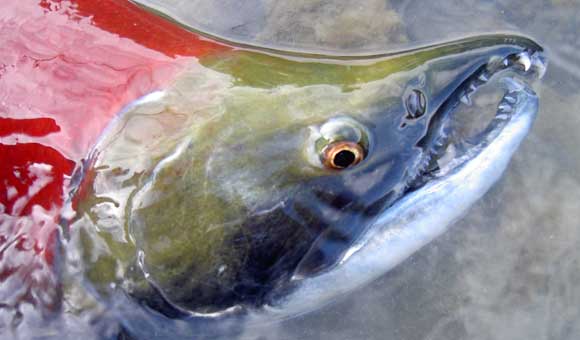 Is the new salmon on Canada's East Coast friend or foe?