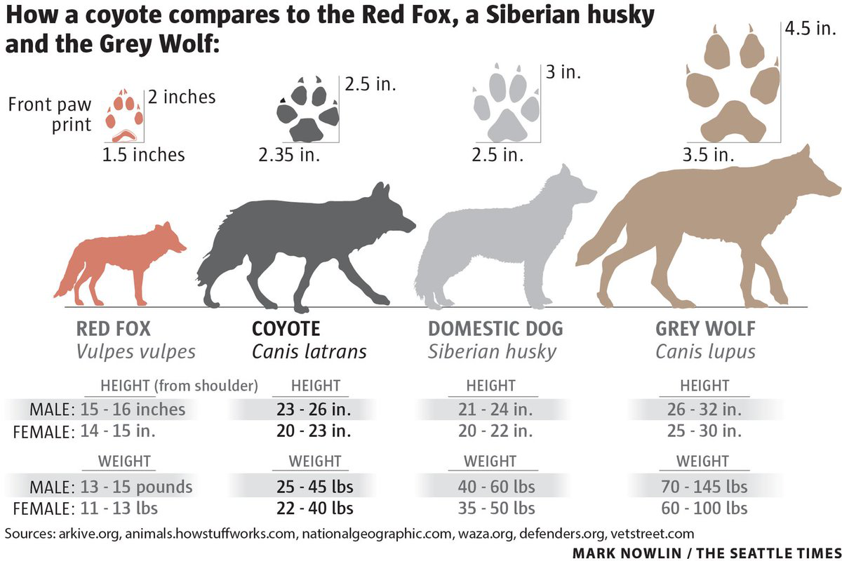 Maintaining federal wolf protections — currently under threat!