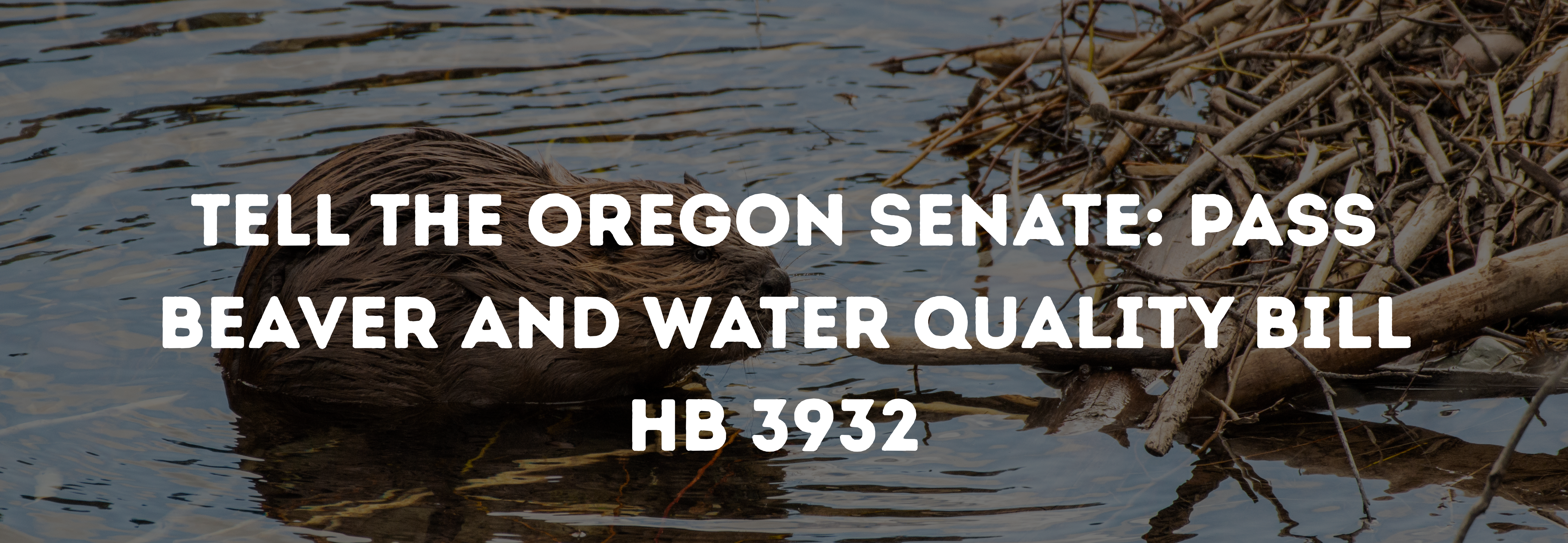 Tell the Oregon Senate to Pass Beaver and Water Quality Bill HB 3932