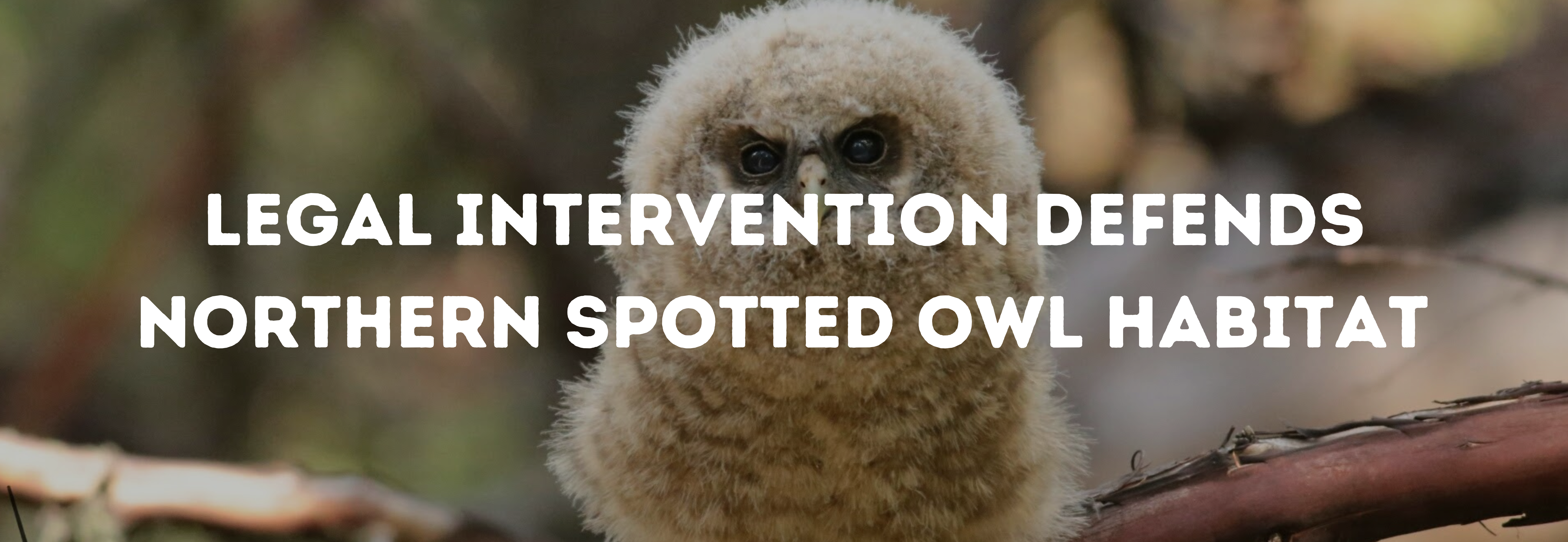 A fuzzy, fledgling spotted owl sits on a branch. Overlaid text reads: Legal Intervention Defends Northern Spotted Owl Habitat