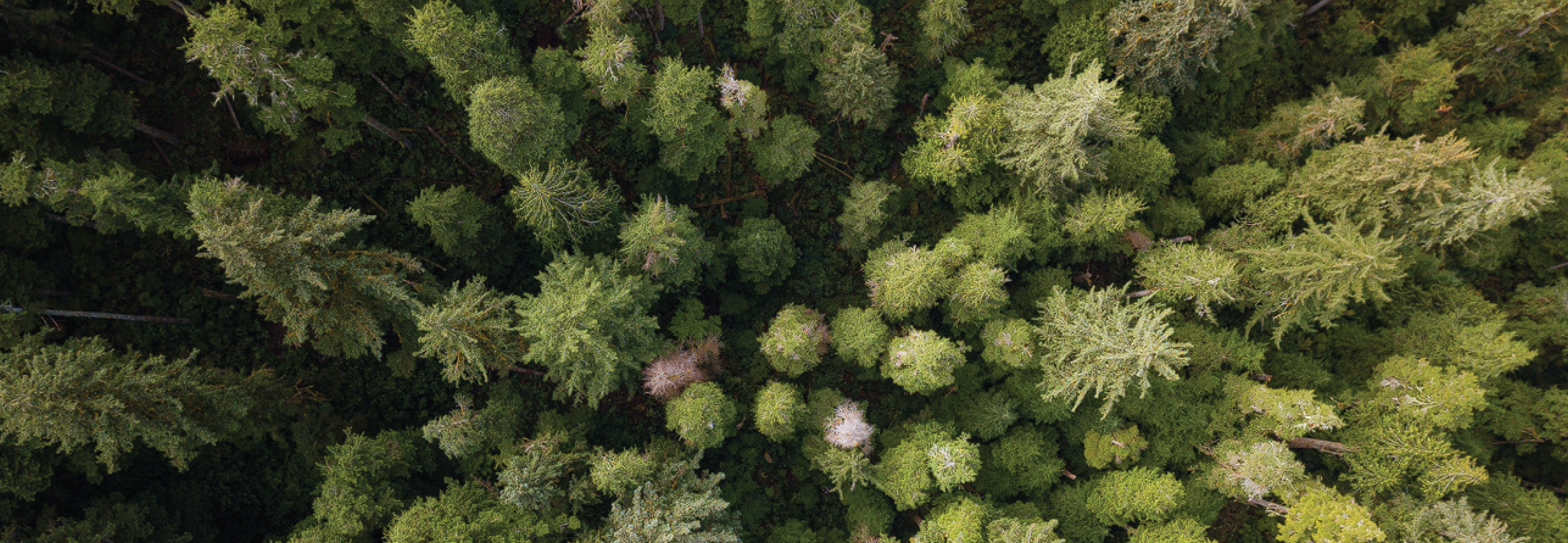 SLIDER_2021_Oregon Coastal Forest – photo by Andrew Kumler