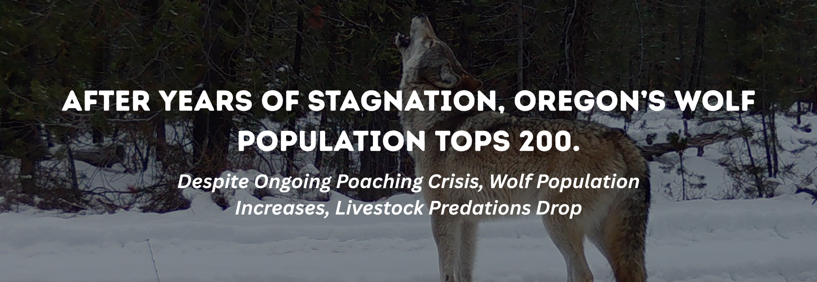 This slider reads: After years of stagnation, Oregon's wolf population tops 200. Despite ongoing poaching crisis, wolf population increases, livestock predations drop.
