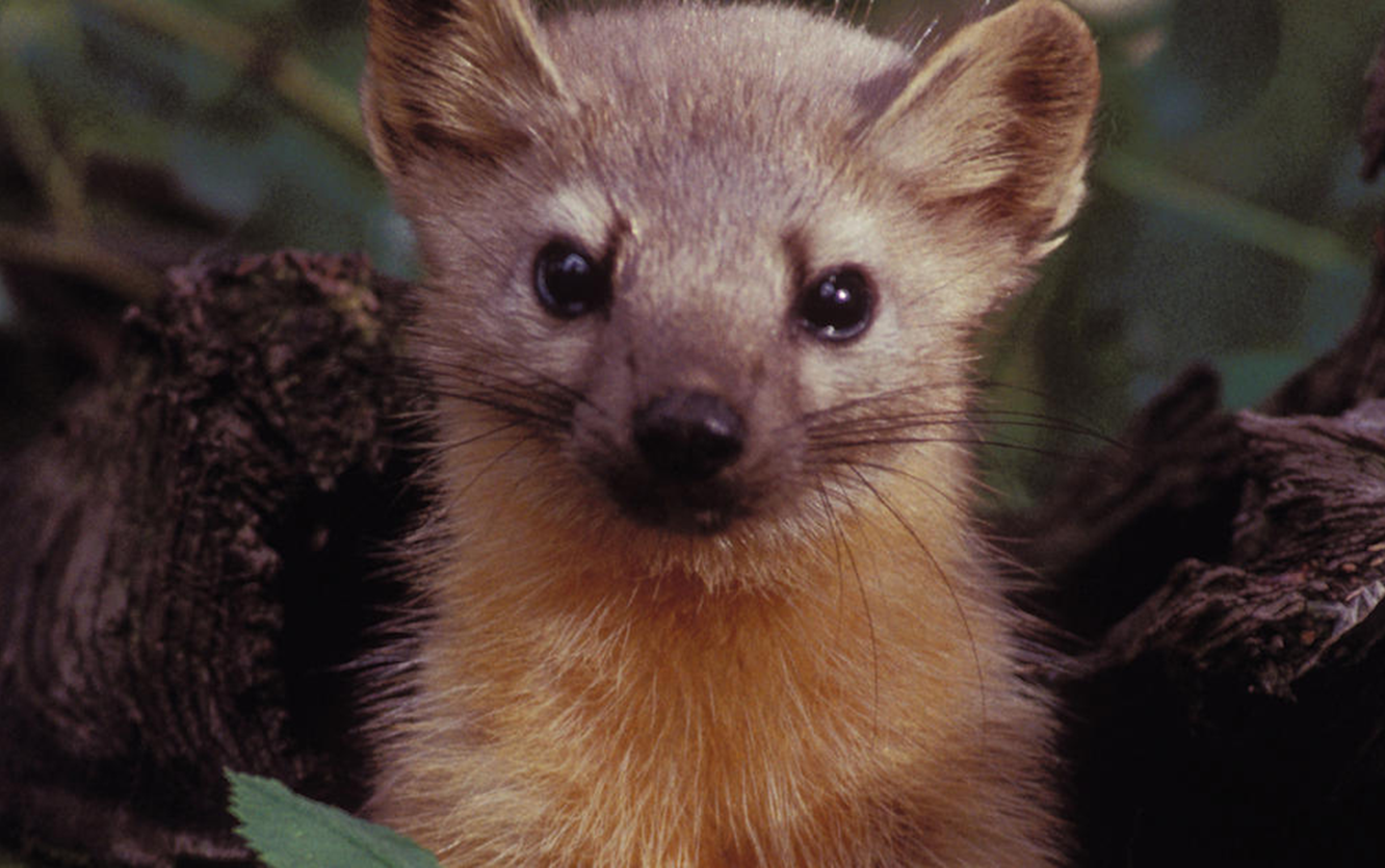 Oregon Sued for Humboldt Marten Trapping