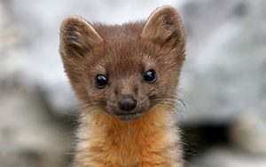 The Humboldt marten (photo courtesy of North Coast Journal).