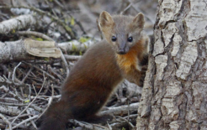 Marten (photo by Tatiana Gettelman) https://creativecommons.org/licenses/by-nc-sa/2.0/