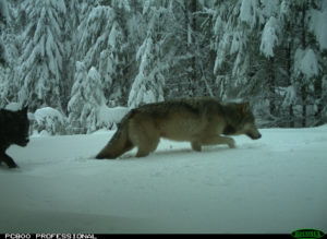 Three different wolves from the Indigo group were seen on a remote camera, Feb. 20, 2019 in the Umpqua National Forest. Photos courtesy of US Fish and Wildlife Service.