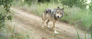 A Washington wolf from the Lookout Pack, traveling on an old forest road in the Methow Valley in the spring of 2014 (photo by Conservation Northwest/WA Dept of Fish & Wildlife).
