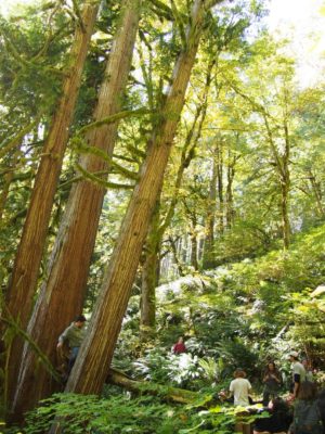 WildCAT field checking team exploring a mature cedar grove in the proposed N126 timber sale west of Eugene (photo by Cascadia Wildlands/WildCAT). 