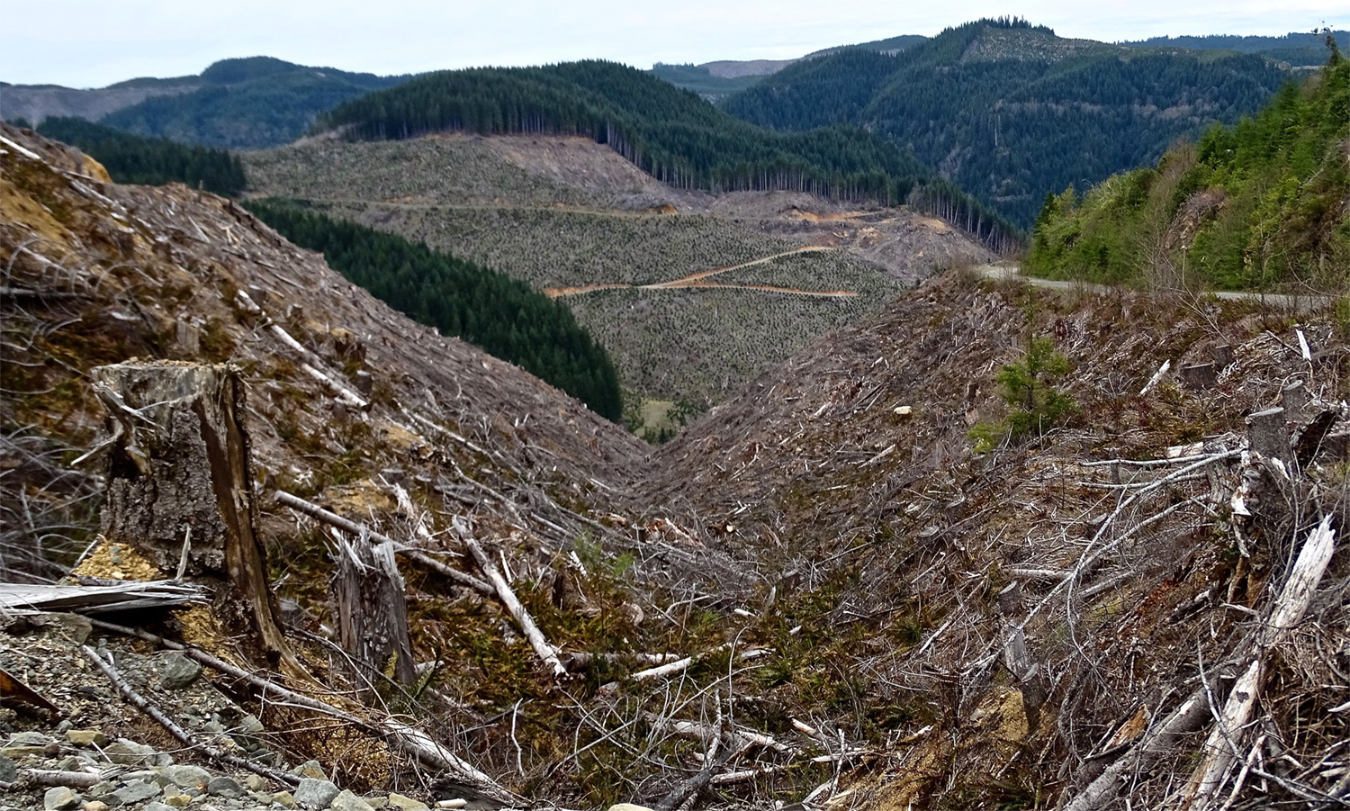 A nasty clearcut by the Weyerhaeuser company in the Oregon Coast Range (photo by Francis Eatherington).