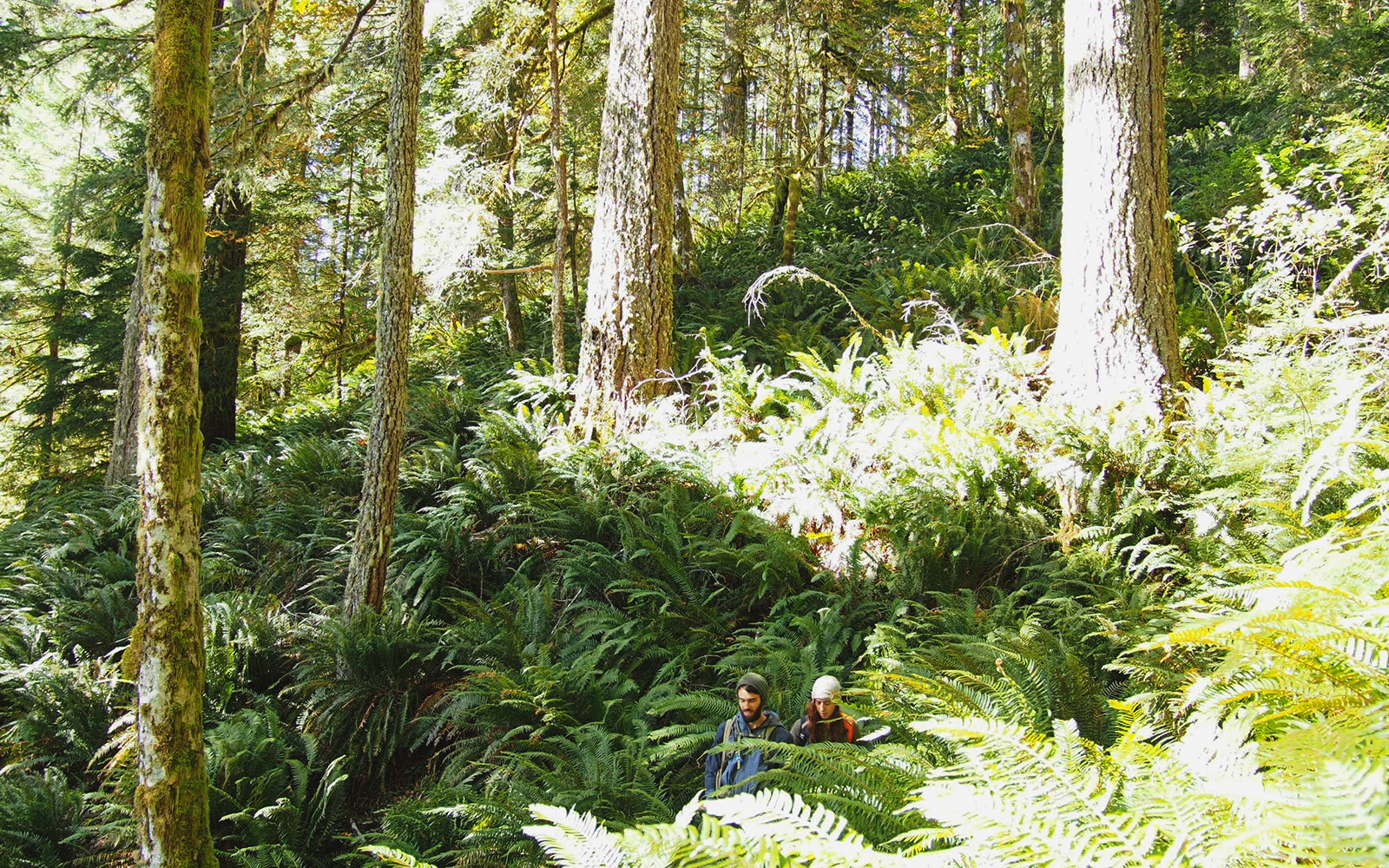 WildCATs field checking the Windy Peak Unit in the N126 timber sale (photo by Anupam Katkar).