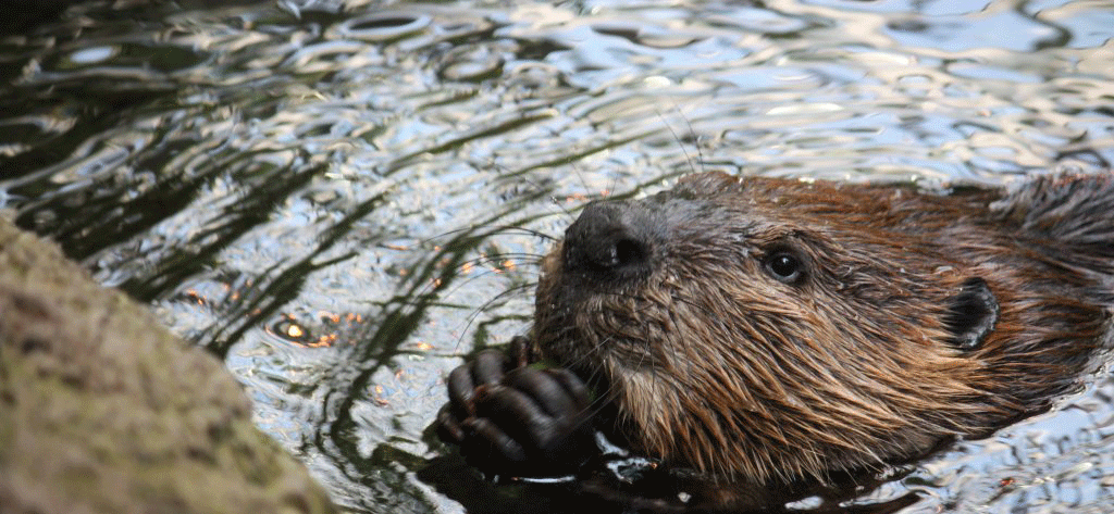 Beaver Photo by Márcio Cabral de Moura